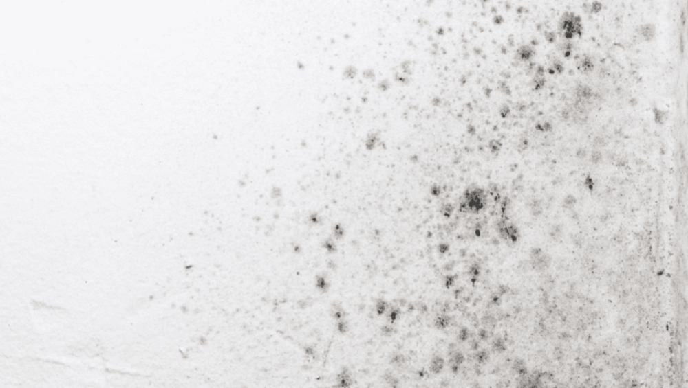 mold
